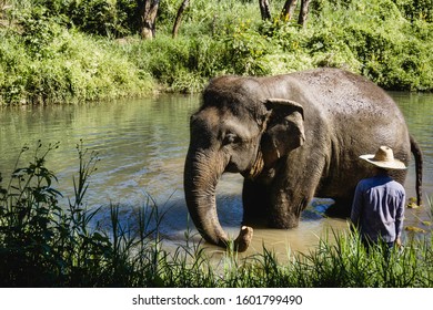 Elephant Rescue Center. Chiang Mai One Day Tour. Thailand Jungle Wildlife Background. Wild Animal Taking Bath In Natural Enviroment. Sunny Day Exotic Landscape.