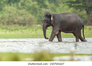 Elephant Returning After A Nice Bath In Hot Sun.