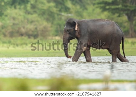 Elephant returning after a nice bath in hot sun.
