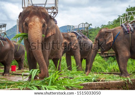 Elephant for riding. Elephant with a seat for riding, Vietnam 