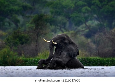 Elephant in river water, Victoria Nile delta. Elephant in Murchison Falls NP, Uganda. Big Mammal in green grass, forest vegetation. Elephant watewr walk in nature habitat. Uganda wildlife, Africa. 
