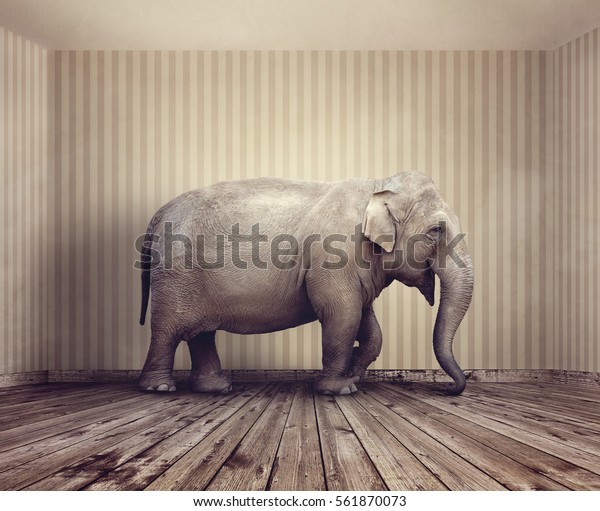 Elephant in the room metaphor for an obvious problem
              or risk no one wants to discuss