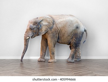 an elephant  in the room near white wall. Creative concept