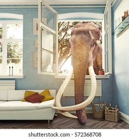  The elephant in the room window, Photo combination concept