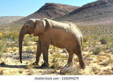 Elephant Safari Cape Town South Africa Stock Photo 1330394279