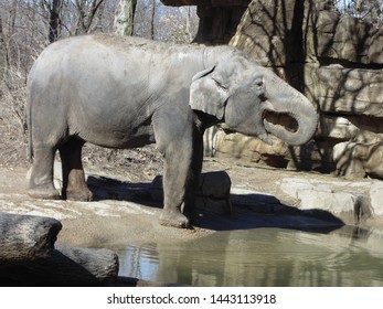 An Elephant From The Saint Louis Zoo Drinks Water