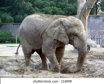 Elephant San Francisco Zoo Stock Photo 114098 | Shutterstock