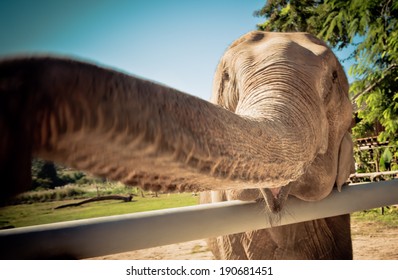 Elephant In Sanctuary