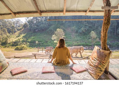 Elephant Sanctuary In Chiang Mai