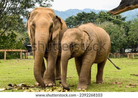 elephant sanctuary in chiang mai city, thailand