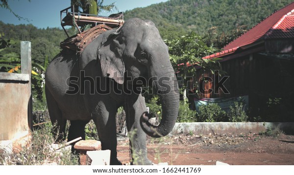 Elephant Sanctuary Huge Animal with
Mahout Seat. Thailand, Chiang Mai Province. Gigantic Mammal at
Asian Jungle Concervation. Ethnical Eco Tourism
Project.