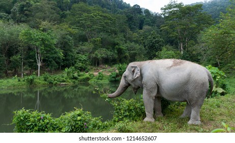 Elephant Sanctuary Phuket