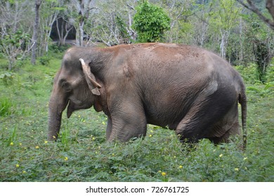 Elephant Sanctuary In Phuket