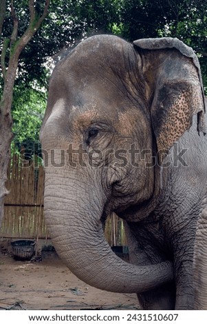Elephant in the Elephant Sanctuary in Thailand, Koh Samui Island