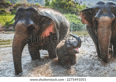 Elephant Sanctuary Thialand Baby Elephant taking a bath 