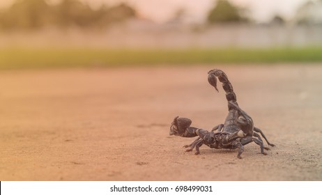 Elephant scorpion is biggest scorpion  in the morning on selective focus