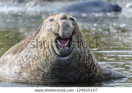 Elephant sea lion laughs. South Georgia, South Atlantic Ocean.