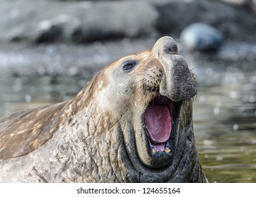 Elephant Sea Lion Sings A Song. South Georgia, South Atlantic Ocean.