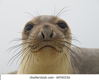 Elephant Seal