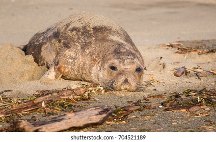 elephant seal