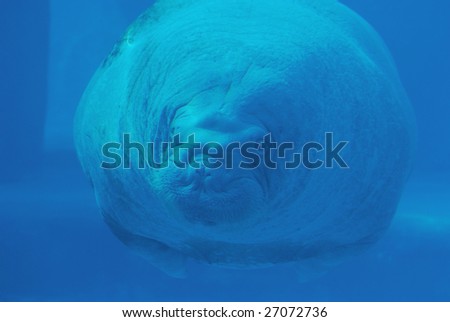 Swimming walrus under water