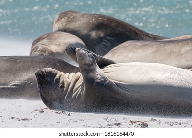 Elephant Seal Clapping Hands Lying On Stock Photo (Edit Now) 1816164470