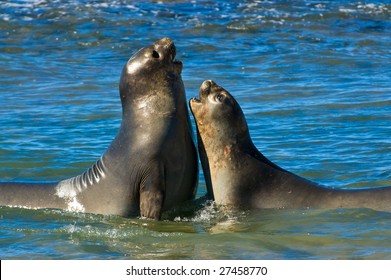Elephant seal in the coast of Peninsula Valdes, Patagonia, Argentina.
