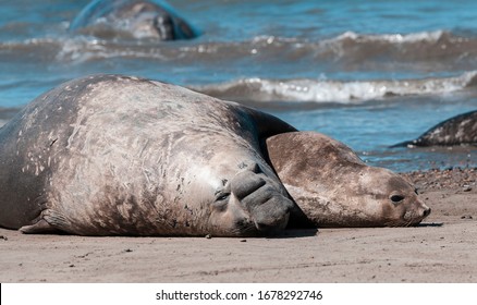 Elephant Seal Couple Mating Peninsula Valdes Stock Photo 1678292746 ...