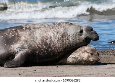 252 Elephant Seal Couple Images, Stock Photos & Vectors 