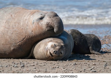 Elephant seal family, Peninsula Valdes, Chubut Province, Patagonia, Argentina