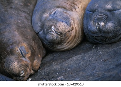 Elephant Seal females, Mirounga angustirostris, Valdes peninsula, Chubut, Argentina