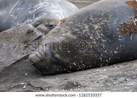 Similar – kuschelzeit Küste Farbfoto