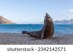 Elephant seal hareem, on the beach; Friendly scratch; juvenile elephant seals, Happy elephant seal;  Three cute weaners; Jason Harbour, South Georgia