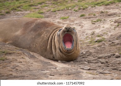 Elephant Seal Large Nose Mouth Open Stock Photo 1171457092 | Shutterstock