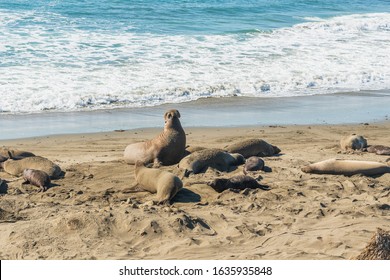 Elephant seal, mating season. San Simeon State Park, California Coast