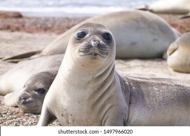 Elephant seal on beach close up, Patagonia, Argentina.  Isla Escondida beach. Argentinian wildlife