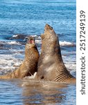 Elephant Seal on Sea Lion Island The Falkland Islands