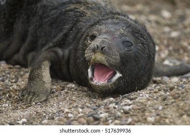 Elephant seal, Patagonia , Argentina