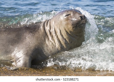 Elephant seal, Patagonia Argentina