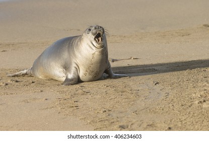 Elephant Seal Pup