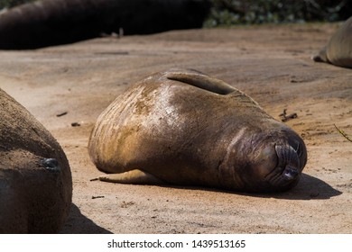 An Elephant Seal Pup Relaxes On A Sunny Afternoon At Año Nuevo State Park In California. 