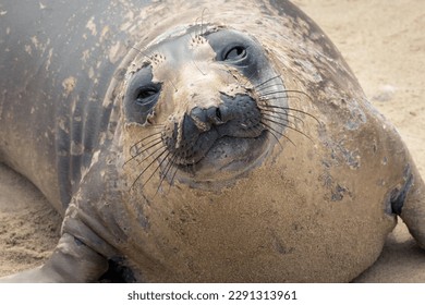 An Elephant Seal sends a warm and cute smile while squinting from the sun.