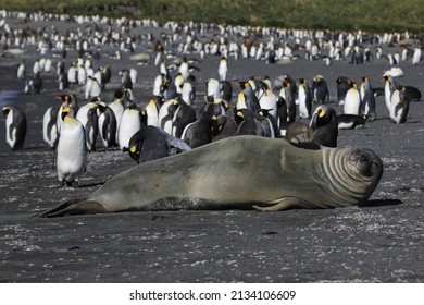 Elephant seal, South Georgia, mammal, huge, vertebrate, chordate, creature, organism, nature, critter, wildlife, mammals. animal kingdom, life, wild, wilderness