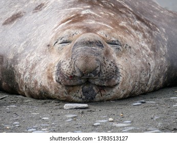 Elephant Seal In St. Andrews Bay, South Georgia Island