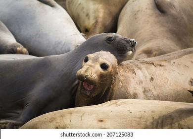 elephant seals at a beach in california 