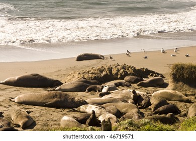 Elephant Seals In California