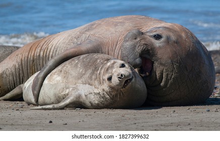 Elephant seals couple mating, Peninsula Valdes, Patagonia, Argentina.