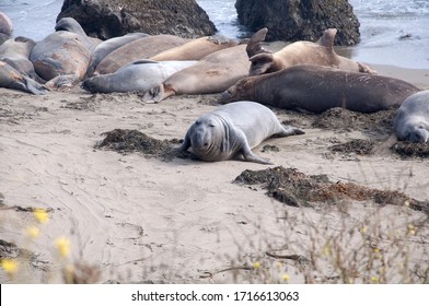 Elephant Seals On The Beach In Northern California