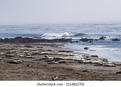 Elephant Seals On North California Beach