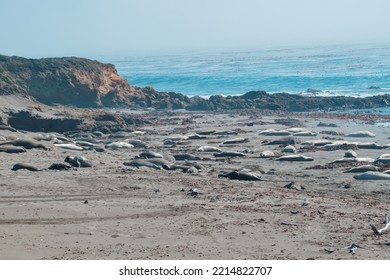 Elephant Seals On North California Beach